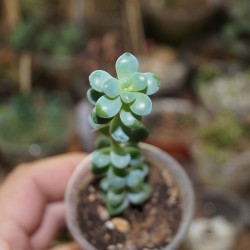 Sedum treleasei