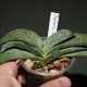 Gasteria armstrongii Crocodile