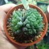 Haworthia transiens