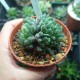 Haworthia transiens