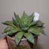 Haworthia calcarea - детка