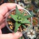 Haworthia pumila
