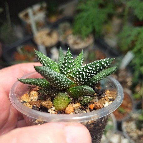 Haworthia pumila