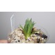 haworthia cooperi leightonii