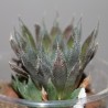 Haworthia cooperi leightonii - детка