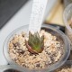 Haworthia cooperi leightonii 