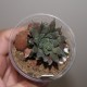 haworthia cooperi leightonii