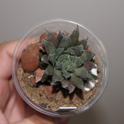 Haworthia cooperi leightonii 3 см