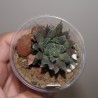Haworthia cooperi leightonii 3 см