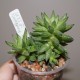 Хавортия Haworthia reticulata