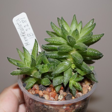 Haworthia reticulata