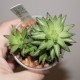 Haworthia reticulata