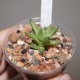 Haworthia reticulata