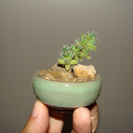 Trichodiadema бонсай