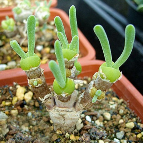 Монилария Monilaria 