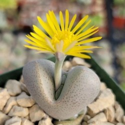 Dinteranthus puberulus