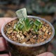 Haworthia truncata Illumination variegata