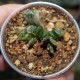 Haworthia truncata Illumination variegata