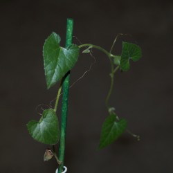 Corallocarpus welwitschii