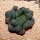 Haworthia obtusa Dragon Claw