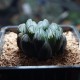 Haworthia obtusa Dragon Claw