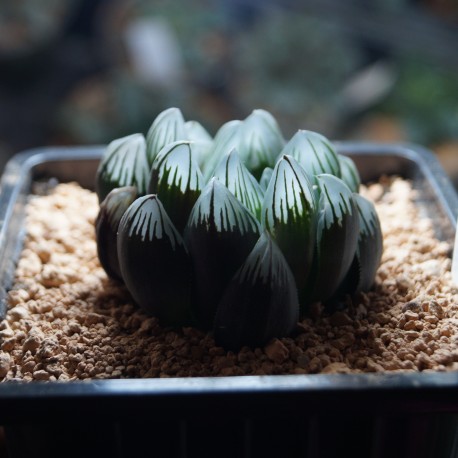 Haworthia obtusa Dragon Claw