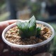 Haworthia obtusa Dragon Claw