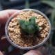 Haworthia obtusa Dragon Claw