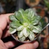 Haworthia obtusa Marin variegata