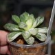 Haworthia obtusa Marin variegata