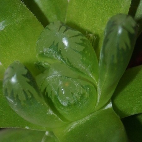 Haworthia Midorigame