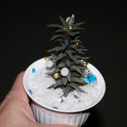 Хавортия Новогодняя мини елочка 2026