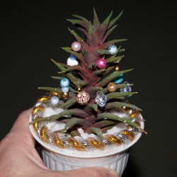 Хавортия Новогодняя мини елочка 2026