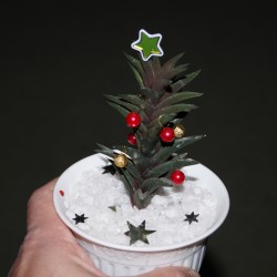 Хавортия Новогодняя мини елочка 2026
