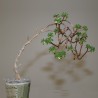 Aeonium sedifolium - черенок