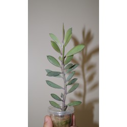 Senecio crassissimus