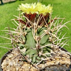 Astrophytum senile Taiho