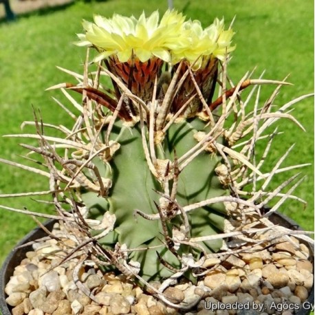Astrophytum senile Taiho