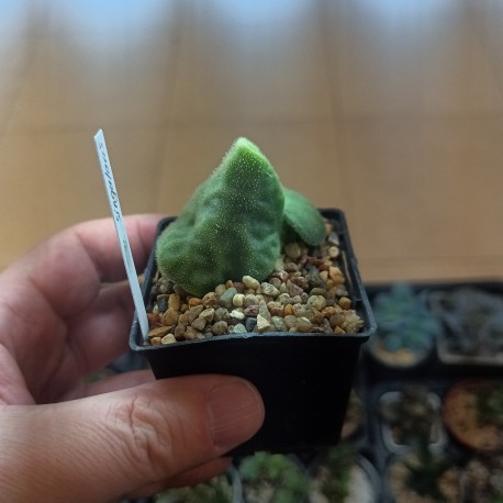 Tylecodon singularis