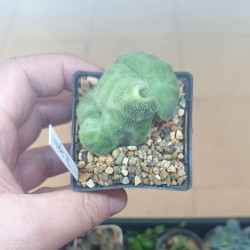 Tylecodon singularis