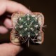 Gymnocalycium gibbosum