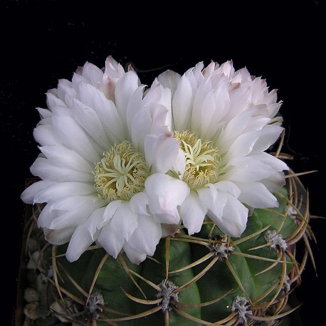 Gymnocalycium monvillei