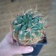 Gymnocalycium monvillei