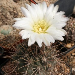 Gymnocalycium gibbosum