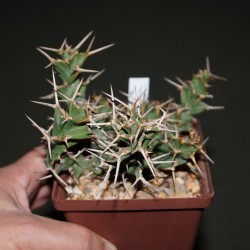 Euphorbia tortirama