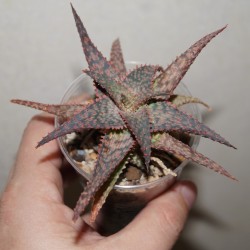 Культивар алоэ Aloe Raspberry - детка