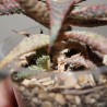 Культивар алоэ Aloe Raspberry Ripple - детка
