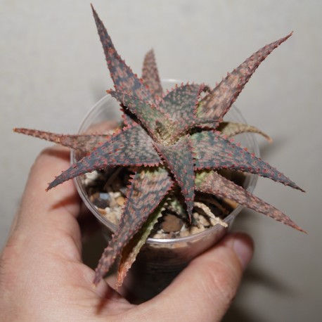 Aloe Raspberry Ripple 