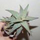 Aloe Raspberry