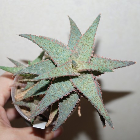 Aloe Raspberry